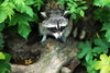 raccoon looking for food